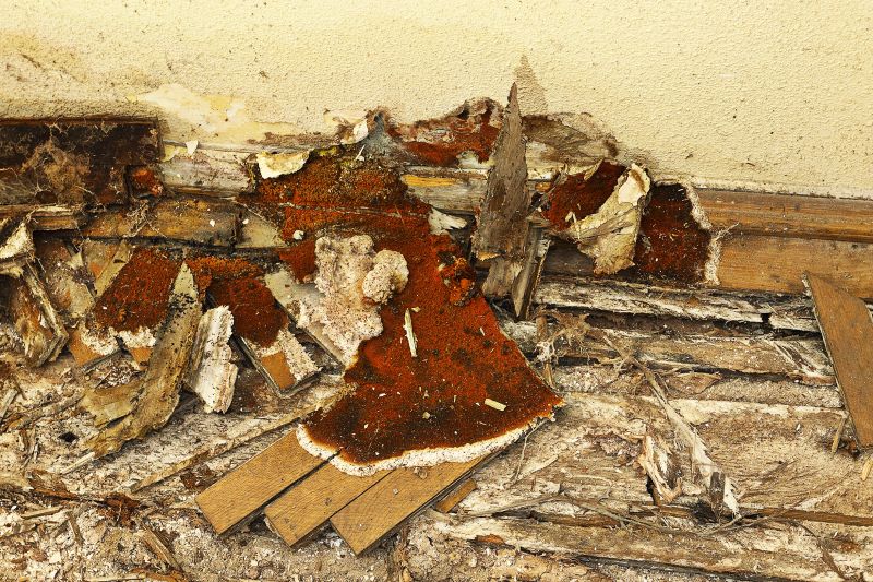Dry Rot Repair Service detail
