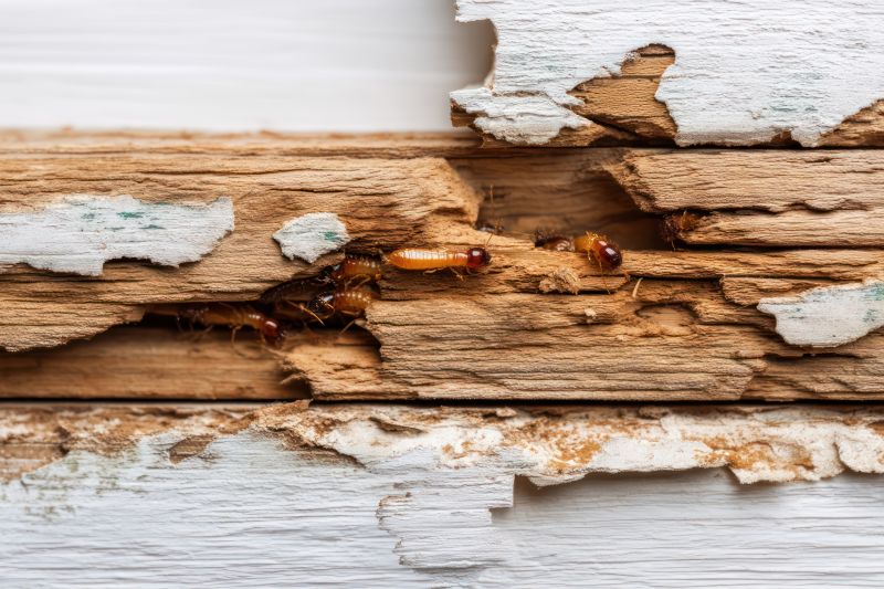 Termite Damage Repair Service detail