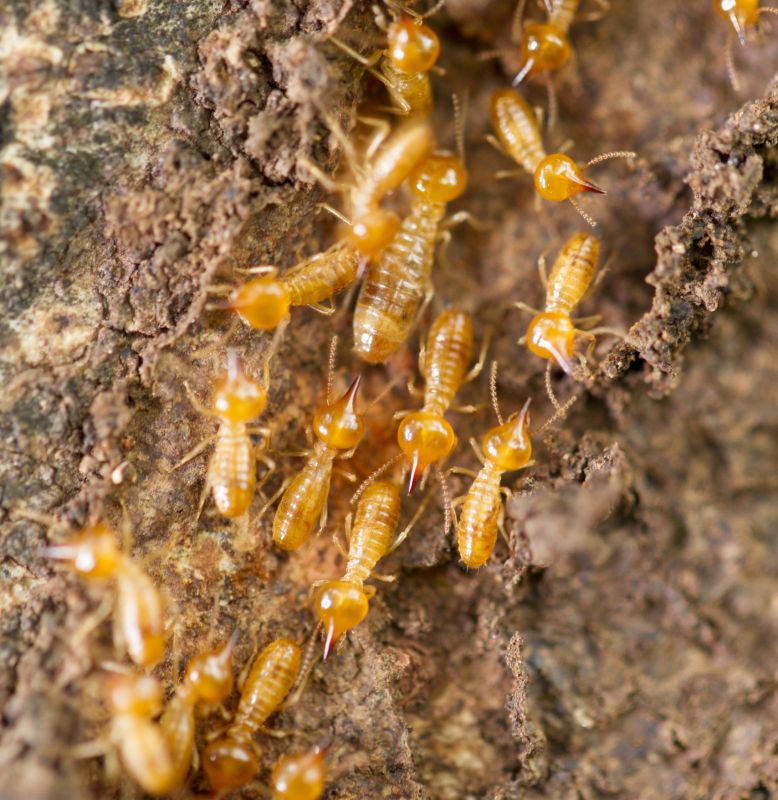 Termite Damage Repair Service