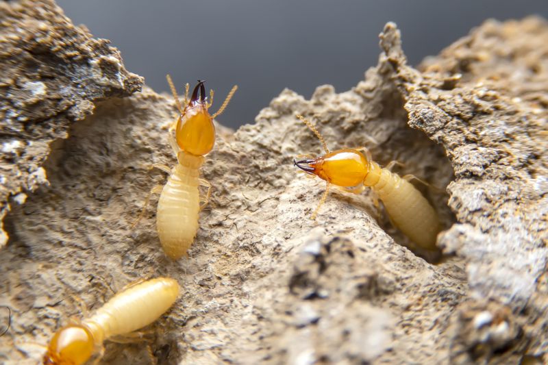 Termite Damage Restoration
