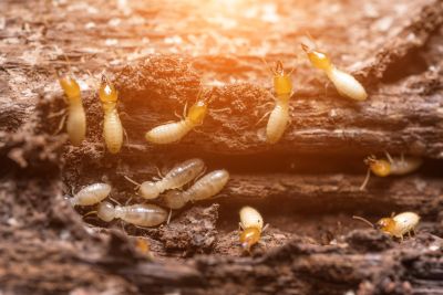 Termite Damage Restoration