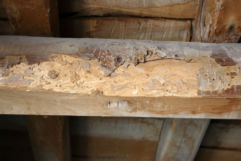 Wood Decay Repair
