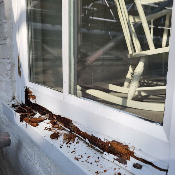Wood Decay Removal in Allen
