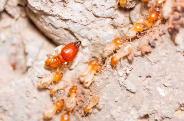 Termite Damage Repair Service in Allen