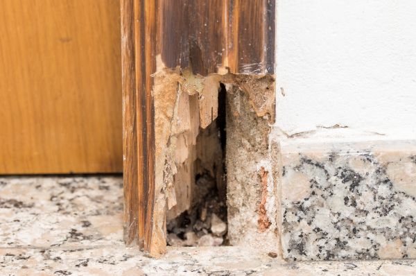 Dry Rot Remediation in Allen